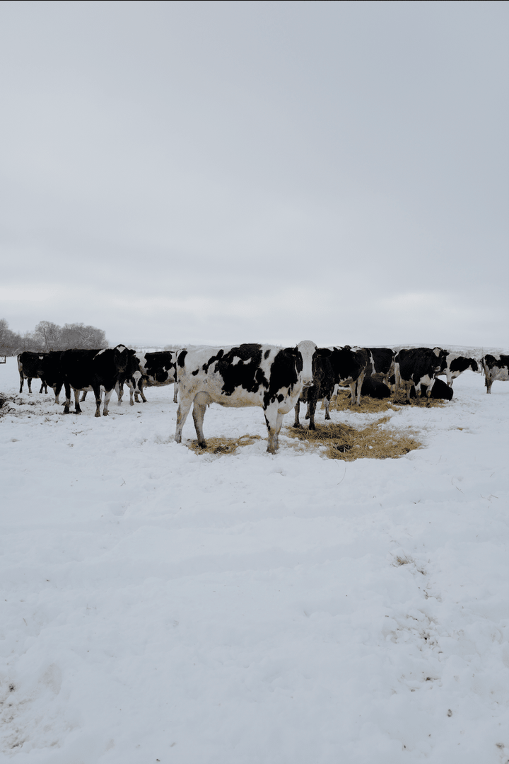Snow Cows Prints Bayou with Love