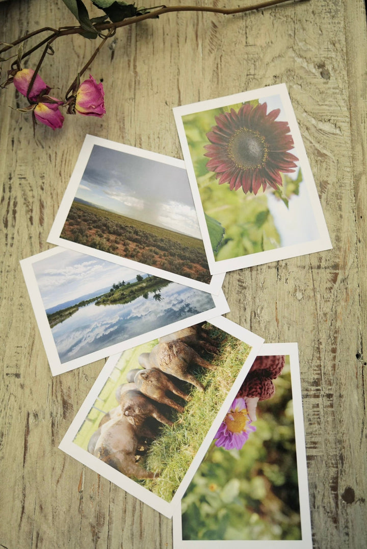 Horizontal Postcard Set Bayou with Love