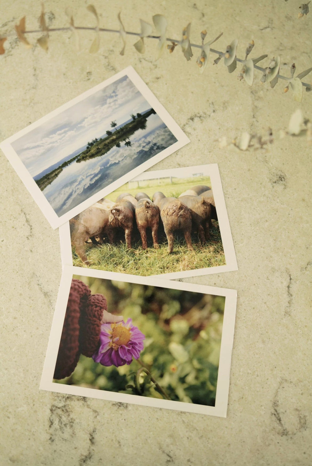 Horizontal Postcard Set Bayou with Love
