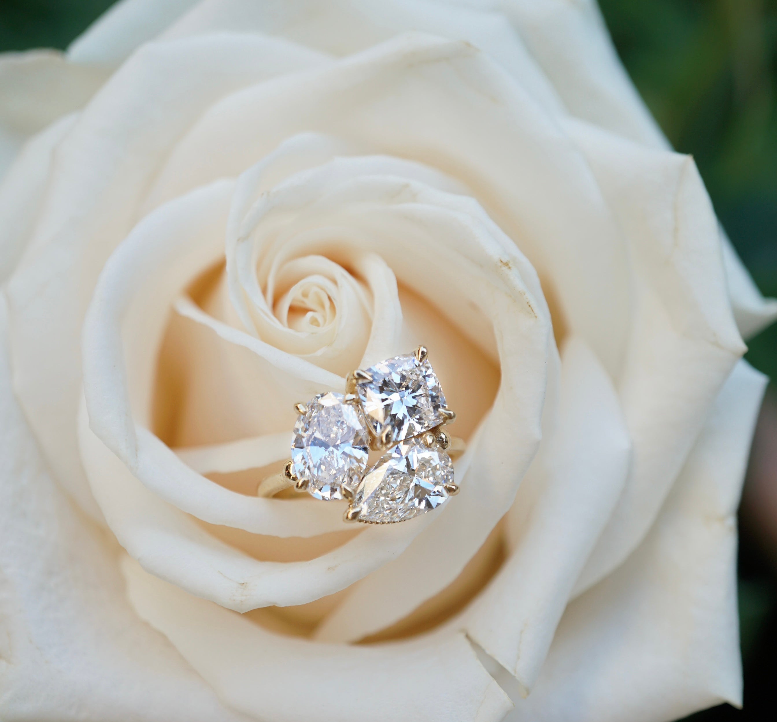 Diamond ring nestled within a white rose
