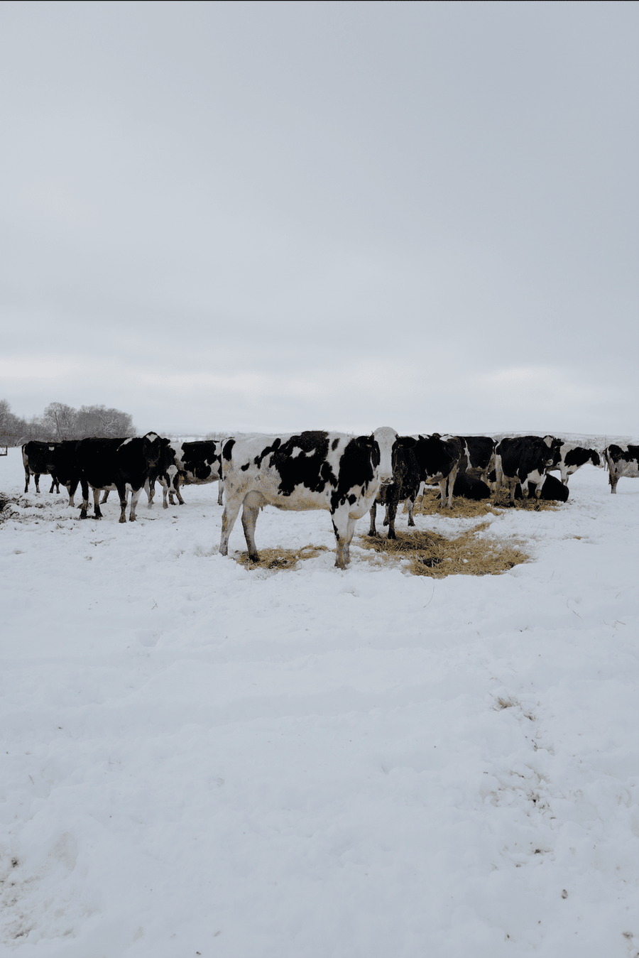 Snow Cows Prints Bayou with Love 