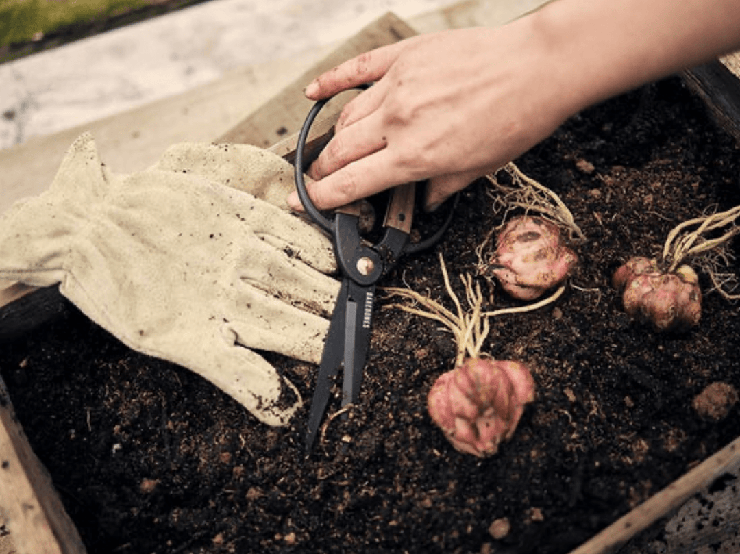 Garden Scissors - Walnut Home & Garden BAREBONES 