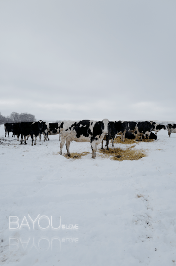 Snow Cows Prints Bayou with Love 